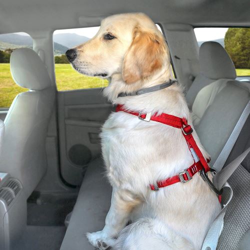 Système dattache sur ceinture de sécurité universel avec mousqueton Kurgo Harnais de sécurité pour chien Adapté pour chiens de très petite taille Enhanced Stre Taille ajustable Taille: XS Noir 