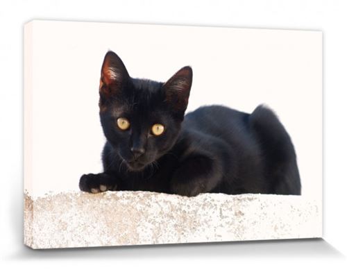 Chats Poster Reproduction Sur Toile Tendue Sur Chassis Petit Chat Noir 30x Cm Achat Prix Fnac
