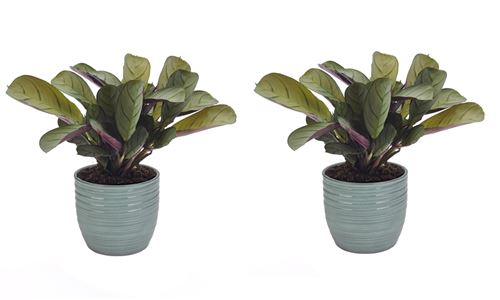Plantes d'intérieur de Botanicly – 2 × Ctenanthe en pot céramique bleu vert 'Bergamo' comme un ensemble – Hauteur: 20 cm – Ctenanthe Amagris