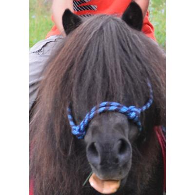 Licol Et Longe Éthologique Poney