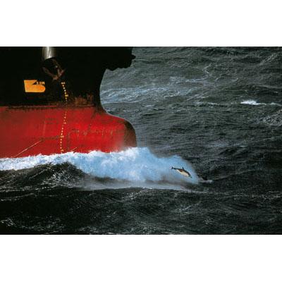 Puzzle 1000 pièces - Philip Plisson : Dauphin pilote