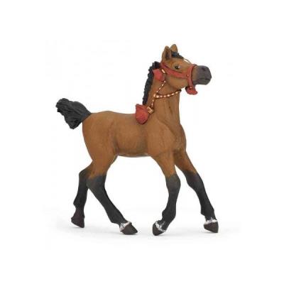 PAPO POULAIN ARABE EN TENUE DE PARADE