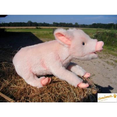 Pig No.4944