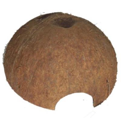 Meilleurs prix pour Cocos cava 1/2 m