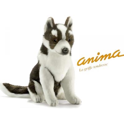 Chiot Husky No.5269