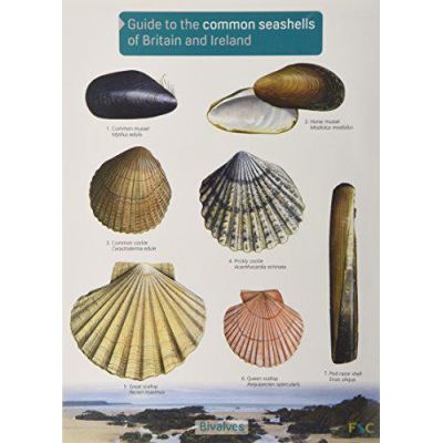 Guide to the Common Seashells of Britain and Ireland - [Version Originale]