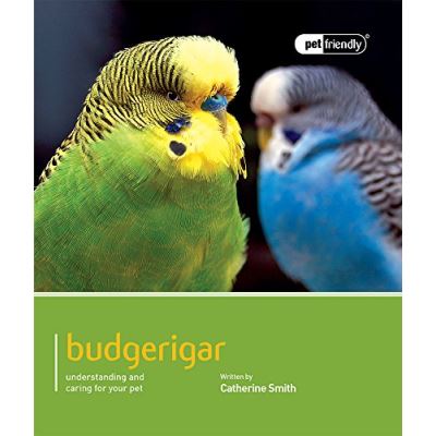 Budgerigar: Pet Friendly - Budgerigar