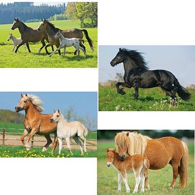 Schmidt Spiele - Puzzle 26 et 48 pièces - Coffret 4 puzzles : Chevaux