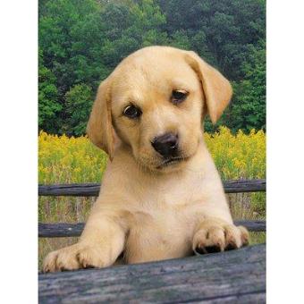 Puzzle 1000 Pieces Chiot Labrador Beige 1000 Pieces Achat Prix Fnac