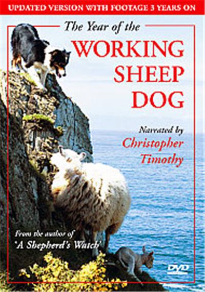 The Year Of The Working Sheep Dog
