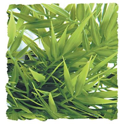 Meilleurs prix pour Zoomed - Plante Madagascar pour Terrarium