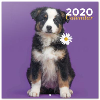 Calendrier 2020 30X30 Chantrenne Dog