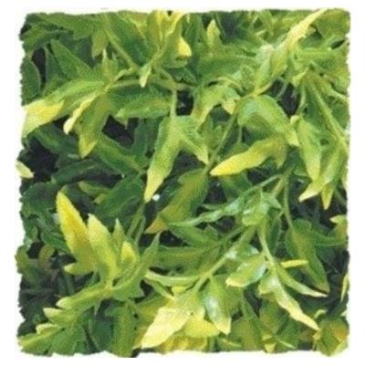 Comparer les prix de Zoomed - Plante Bolivian pour Terrarium