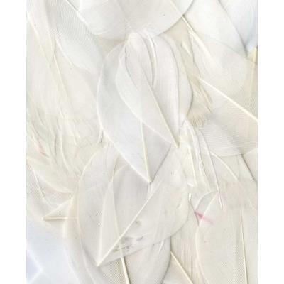 Plumes - Blanc - Sachet de 3 g - Lissées - Lg 6 cm env.