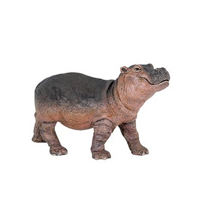 Bébé hippopotame