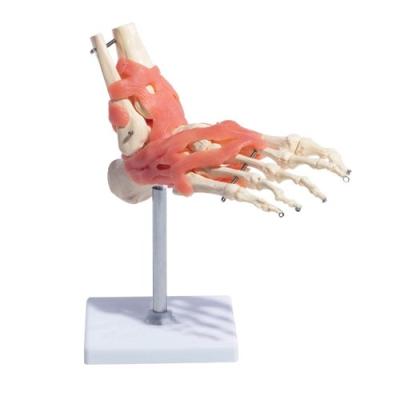 66FIT MODÈLE ANATOMIQUE ARTICULATIONS/LIGAMENTS DU PIED