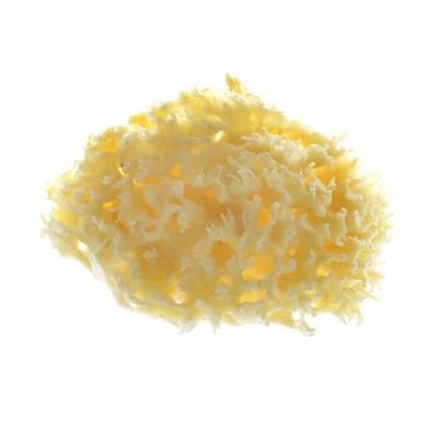 Dodie eponge de bain naturelle 7065