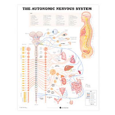 The The Autonomic Nervous System Anatomical Chart