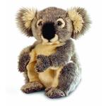 nounours koala