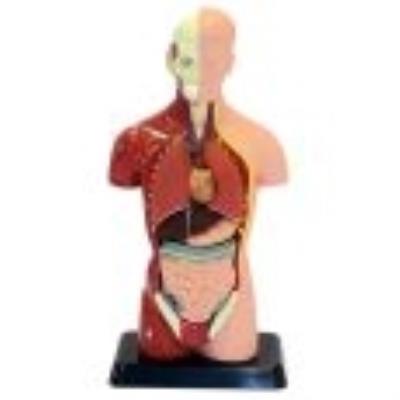 27cm human body model can be seen often in the body (japan import)
