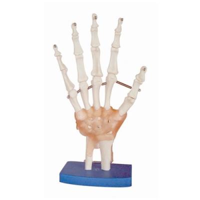 66FIT MODÈLE ANATOMIQUE ARTICULATIONS/LIGAMENTS DE LA MAIN