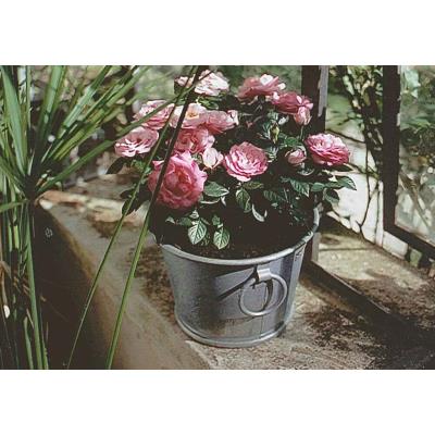 Bac À Planter Zinc N°2 - 13L Zinc Et Jardin Ko-802