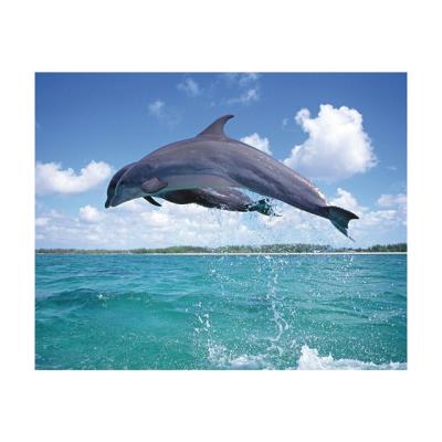 Ednet Fotomotiv Delphin - muismat