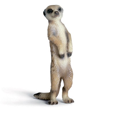 Suricate debout