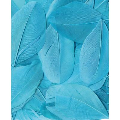 Plumes - Turquoise - Sachet de 3 g - Lissées - Lg 6 cm env.