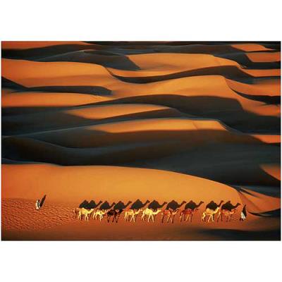 Affiche 50x70 cm Caravane, Sahara / Camel Caravan in the Sahara Desert