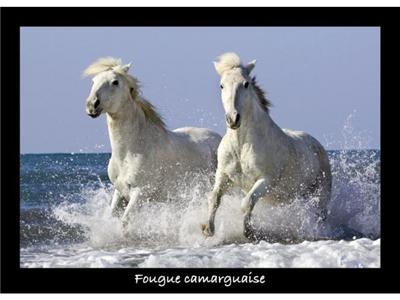 NATHAN PUZZLES - 87516 - Fougue camarguaise