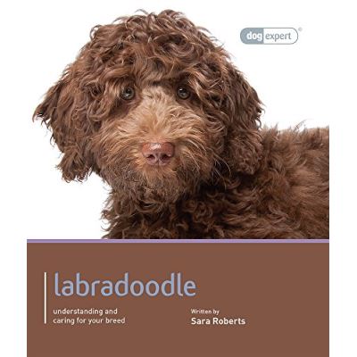 Labradoodle - Dog Expert