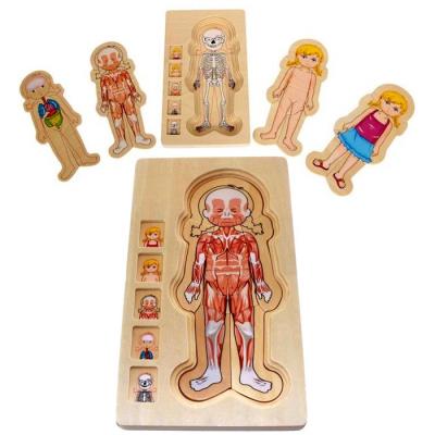 Puzzle En Bois Plusieurs Couches Anatomie Enfants 4 Ans Le Corps Humain Fille Puzzle Enfant Achat Prix Fnac