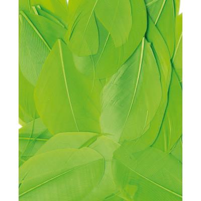Plumes - Vert - Sachet de 3 g - Lissées - Lg 6 cm env.