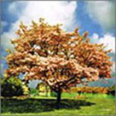 Flowering Dogwood (cornus Florida)