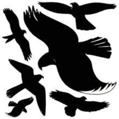 Avery Zweckform Effaroucheur d'oiseaux 4485 Feuille de silhouettes d'oiseaux autocollantes plastifiées 14,5 x 4,5 mm Noir/transparent Import Allemagne