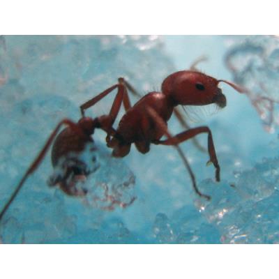 Vivarium à fourmis