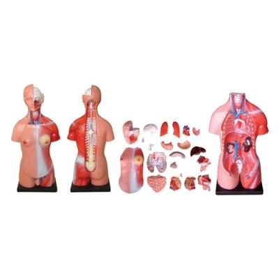 66FIT MODÈLE ANATOMIQUE TORSE UNISEXE 23 PIÈCES 45 CM