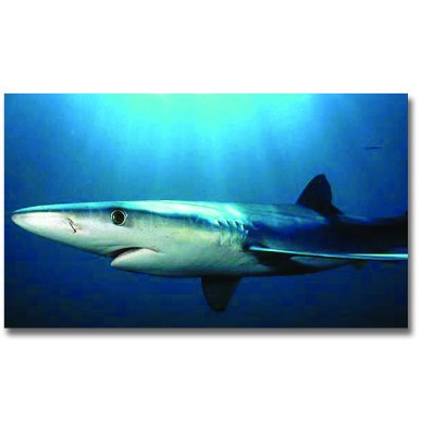 Bullyland - Requin Bleu - Deluxe