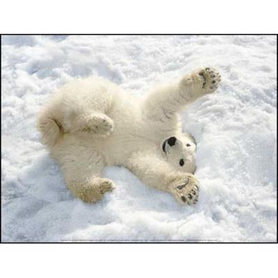 Affiche 30x40 cm Ourson polaire, Alaska / Polar bear cub, Alaska / Polar-Bärenjunge, Alaska