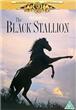 The Black Stallion - 1