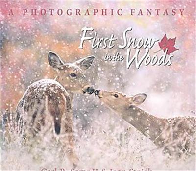 First Snow in the Woods