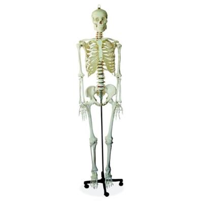 66FIT MODÈLE ANATOMIQUE SQUELETTE HUMAIN TAILLE RÉELLE 170 CM