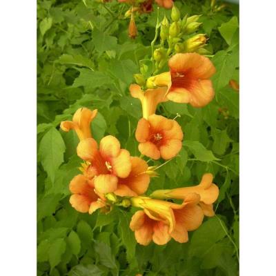 Bignone Indian Summer® 'Kudian' C 1,3 Litres - Fleur Orange