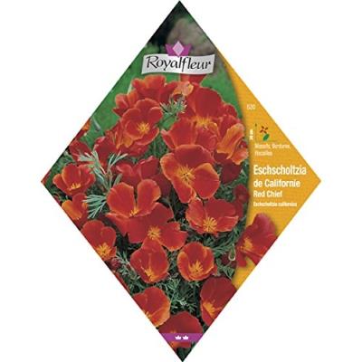 Royalfleur Pfrv00520 Graines De Eschscholzia De Californie Red Chief