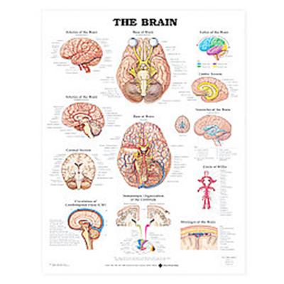 The the Brain Anatomical Chart