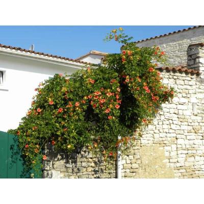 Plantes Jardin planter HuSuper Presse Agrumes à jus Orange avec Distributeur de jus
