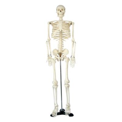 66fit Modèle anatomique squelette 85 cm