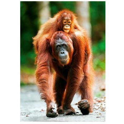 TREFL Puzzle 1000 pi&egrave;ces nature limited edition : orang outan, indon&eacute;sie  