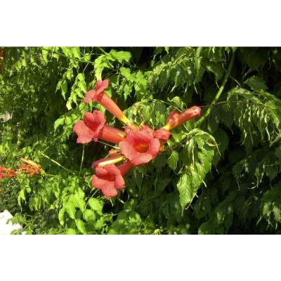 Bignone Atropurpurea C 3 Litres - Fleur Rouge